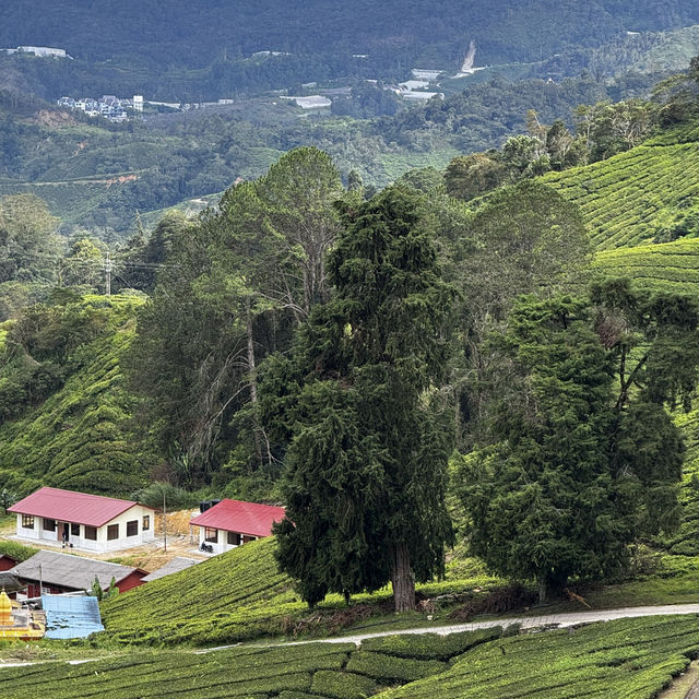 Brinchang 3 Days Itinerary