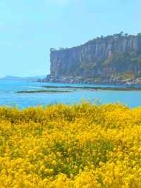 Golden Horizons in jeju: Where Canola Meets Ocean