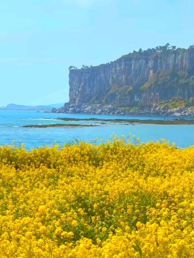Golden Horizons in jeju: Where Canola Meets Ocean