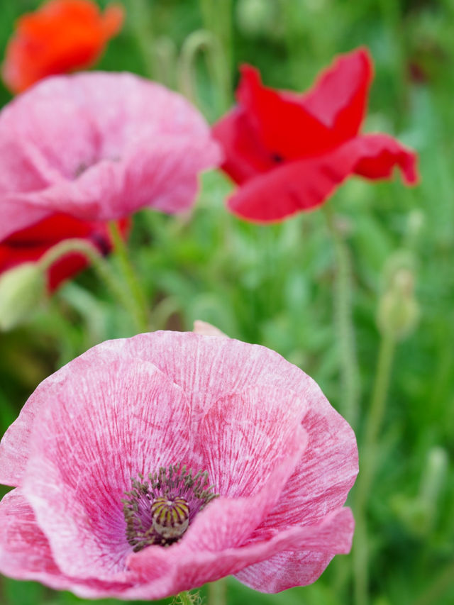 【埼玉】広大な敷地に、四季折々の花が咲き乱れる公園