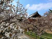 京都必遊賞櫻景點---仁和寺，御室櫻三絕