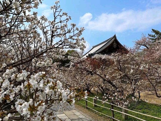 京都必遊賞櫻景點---仁和寺，御室櫻三絕