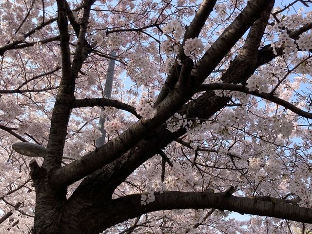충훈부 벚꽃길, 봄을 가장 예쁘게 걷는 방법🌸 안양 벚꽃 산책