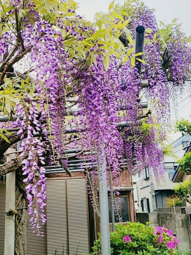 Off the beaten path Tokyo - Taishoji