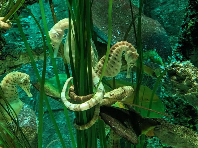 SEA LIFE 