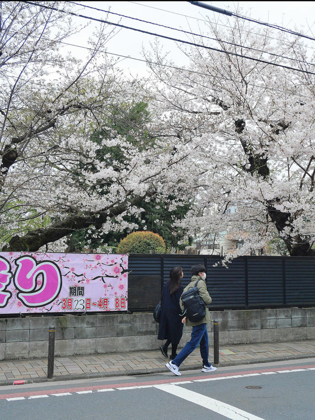 Weikouzan Houmeiji Temple - A Hidden Cherry Blossom Experience in Ikebukuro 🌸