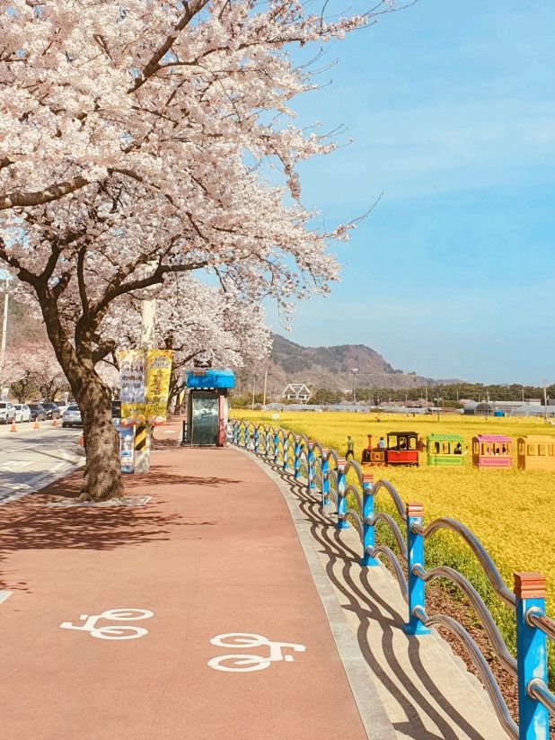 Samcheok Maengbang Canola Flower Fields Travel 