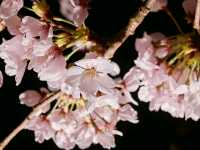 Sakura in Kanazawa - the hidden gem