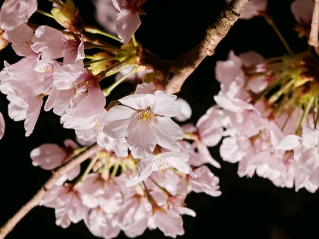 Sakura in Kanazawa - the hidden gem