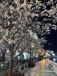 福岡🌸福博相逢橋夜櫻伴中洲夜景🎑