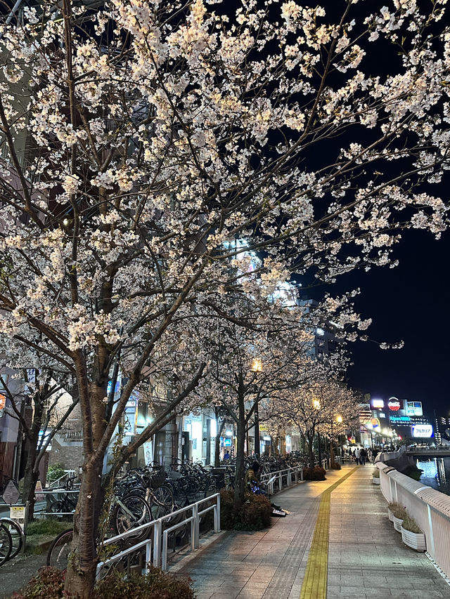 福岡🌸福博相逢橋夜櫻伴中洲夜景🎑