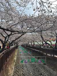 Petals & Paradise: My Cherry Blossom Adventure in Jinhae
