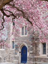 Princeton in Bloom: A Springtime Stroll Through Ivory Towers and Petals