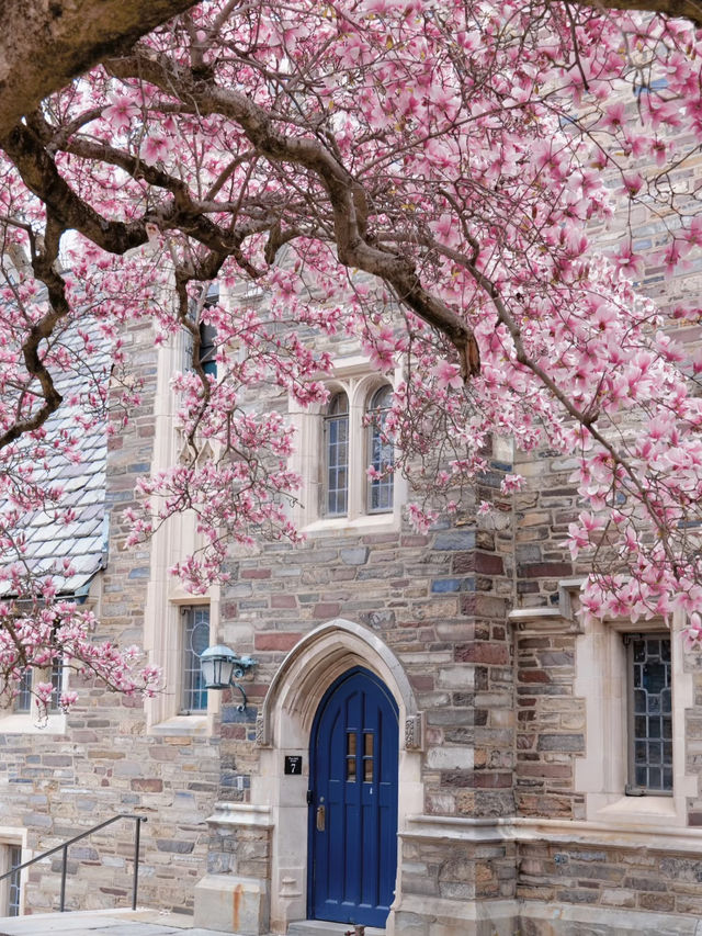 Princeton in Bloom: A Springtime Stroll Through Ivory Towers and Petals