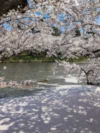 2025 Aomori Prefecture Sakura Front | Latest Blossom Updates 🌸✨