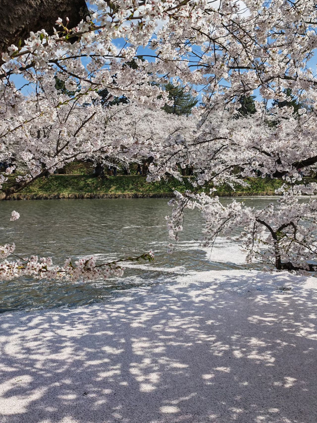 2025 Aomori Prefecture Sakura Front | Latest Blossom Updates 🌸✨
