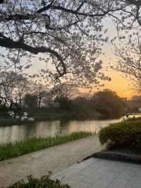 🌸 Fukuoka Itoshima: Sakura and the Sea