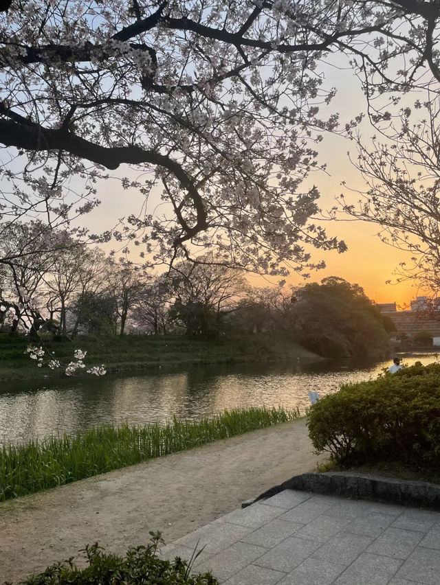🌸 Fukuoka Itoshima: Sakura and the Sea