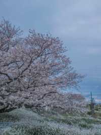 Hey! A Truly Hidden Gem for Cherry Blossom Viewing in Tokyo 🌸