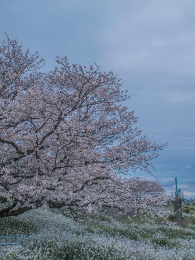 Hey! A Truly Hidden Gem for Cherry Blossom Viewing in Tokyo 🌸
