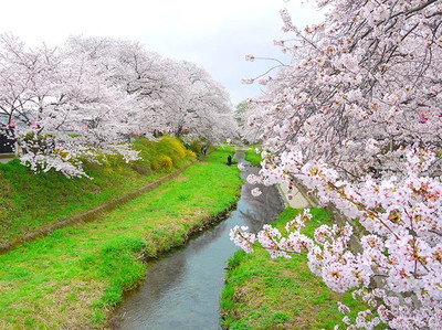 Sakura