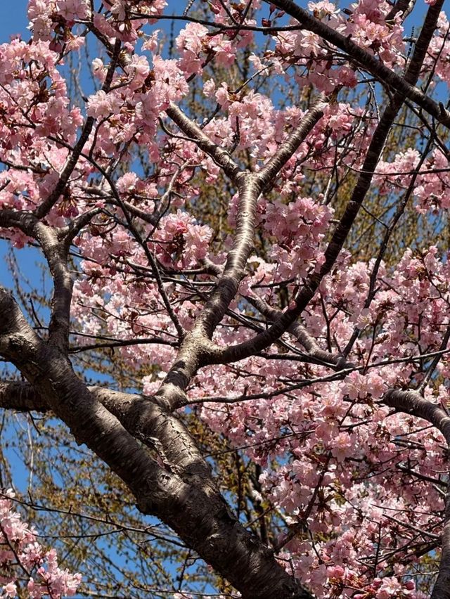 Springtime Reverie: Cherry Blossoms by Otaru's Canal