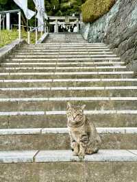 【徳島県】猫好きな方に必見の神社