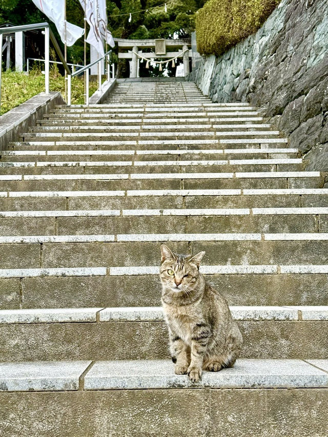 【徳島県】猫好きな方に必見の神社