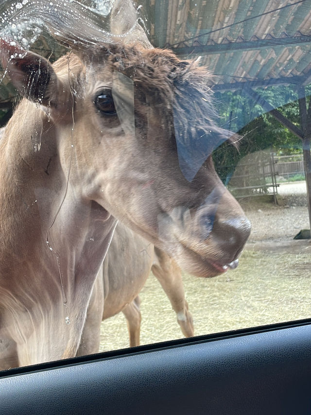 那須　サファリパーク　車で🚗