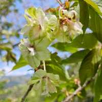 美しく咲き誇る700本の八重桜