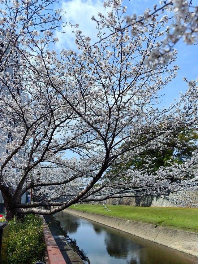 櫻花下修復後的福岡城跡