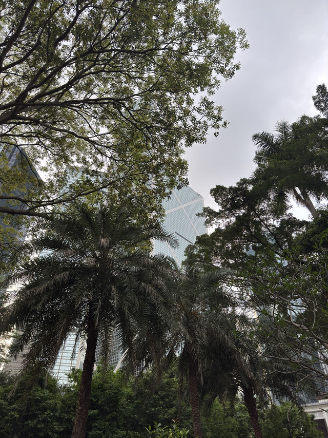 香港公園｜偽櫻花宮粉羊蹄甲