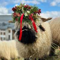 🏔️🔔 Alpine Magic at Gemmi Pass: My Day at the Shepherds’ Festival