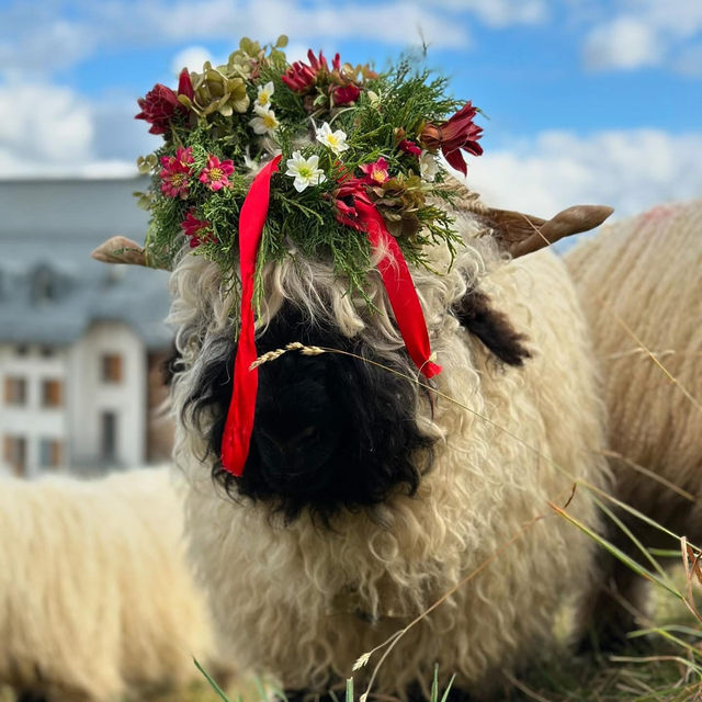 🏔️🔔 Alpine Magic at Gemmi Pass: My Day at the Shepherds’ Festival