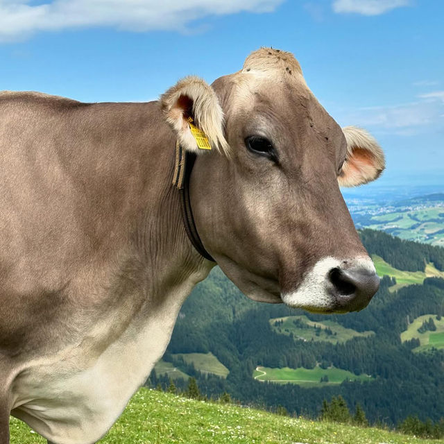 Swiss Fairytale Escape: Hiking, History & Heavenly Views in Schwende-Rüte