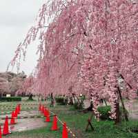 Sakura Dreams at Hirosaki Castle🌸 