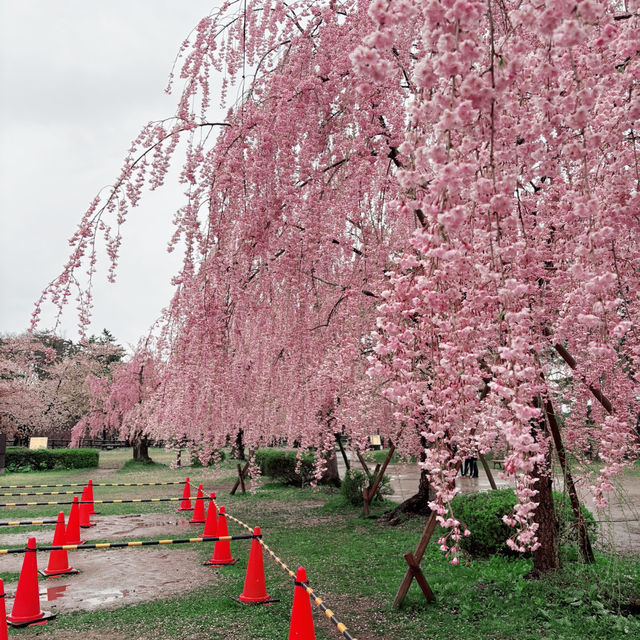 Sakura Dreams at Hirosaki Castle🌸 