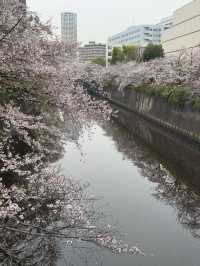東京｜都營三田線｜藍色軌跡上的東京深情之旅