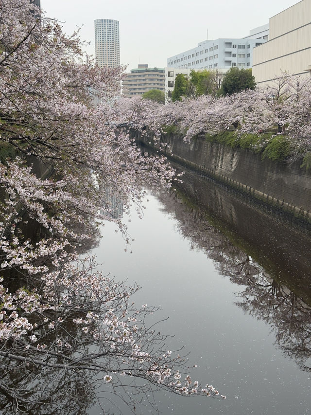 東京｜都營三田線｜藍色軌跡上的東京深情之旅