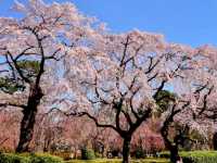 仙台市中心賞櫻好去處---榴岡公園，白天晚上都很夢幻！