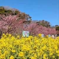 Chill Sakura Spot