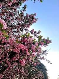 Afternoon Stroll at Ruyi Park 