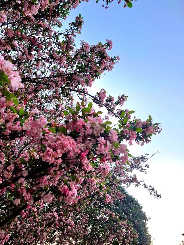 Afternoon Stroll at Ruyi Park 