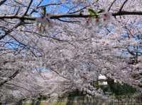 A Cherry Blossom Stroll You’ll Love