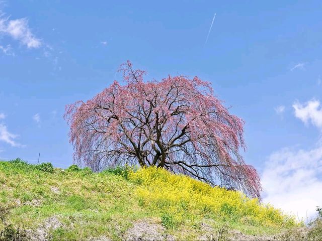 Sakura and Shrine