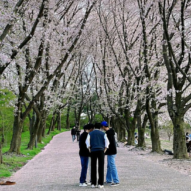 Daejeon in Bloom: A Springtime Escape in Korea’s Science City
