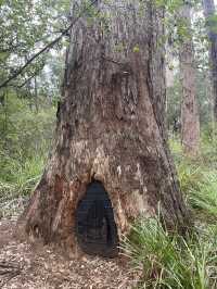 VALLEY OF THE GIANTS TREE TOP WALK