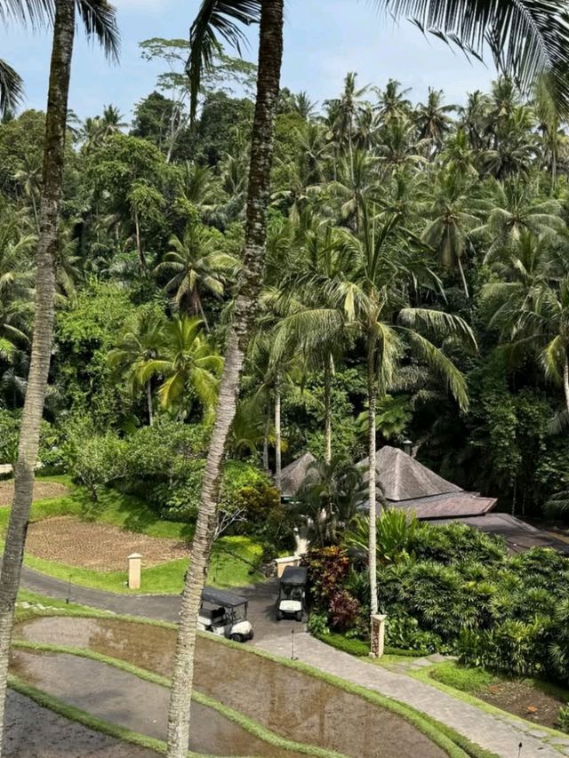 🌳 Sleep Among the Treetops – Magical Tree Stay in Ubud