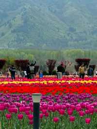 Asia’s Largest Tulip Garden: Indira Gandhi Memorial Tulip Garden, Srinagar