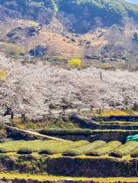 HWAGAE SAMSIN VILLAGE| A HIDDEN CHERRY BLOSSOM GEM IN KOREA